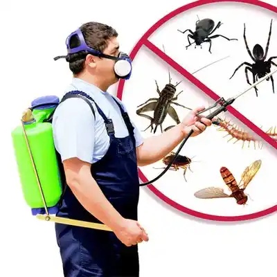 pest control Collins